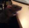 Ratten SInd Cute *-*