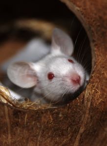 Tierversuche