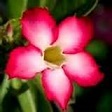Lucyflower
