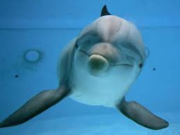 delfin020685